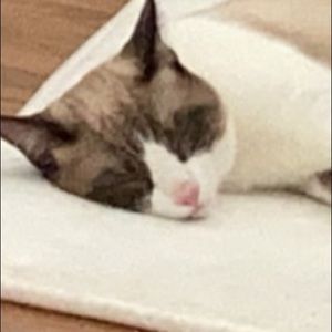 Meet your Posher, Cassandra